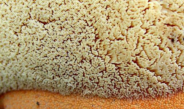 2005 :  Un anno di funghi